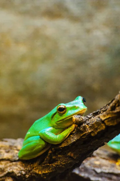 Rã da árvore verde — Fotografia de Stock