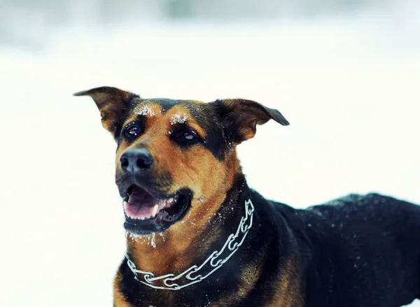 Snow-dog — Stock fotografie