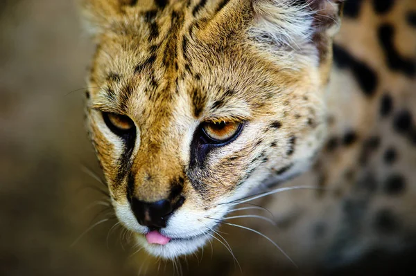 아름 다운 serval 고양이 — 스톡 사진