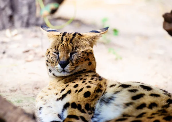 Mooie serval kat — Stockfoto