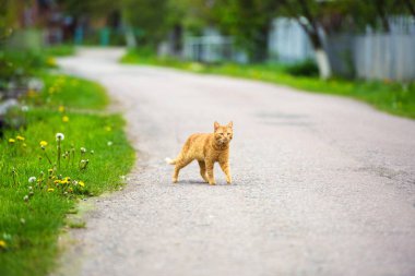 Kırmızı kedi sokakta yürüyor