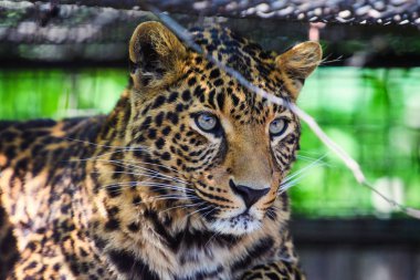 güzel bir leopar portresi