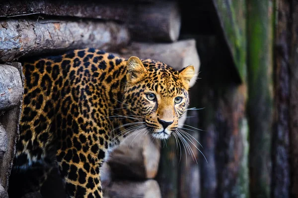 Retrato de un hermoso leopardo — Foto de Stock