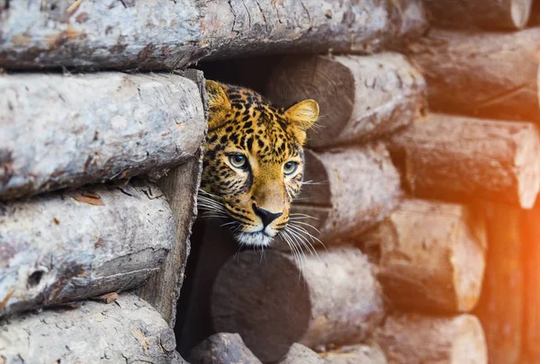 Leopard, beautiful portrait — Stock Photo, Image
