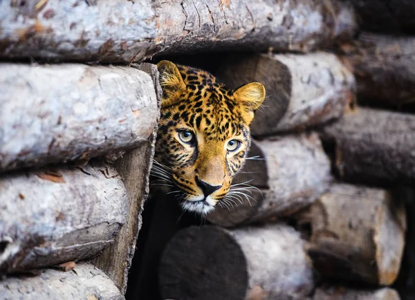 Retrato de un hermoso leopardo — Foto de Stock