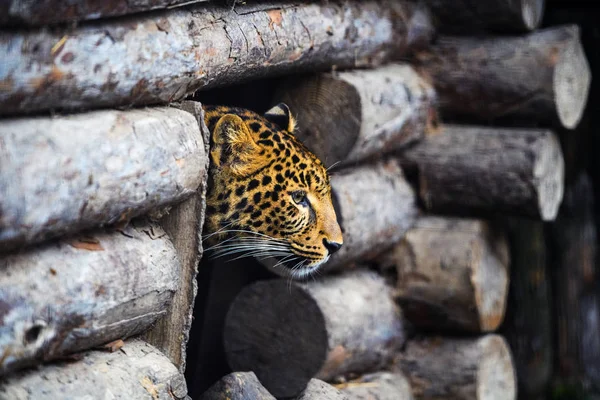 Leopard, beautiful portrait — Stock Photo, Image