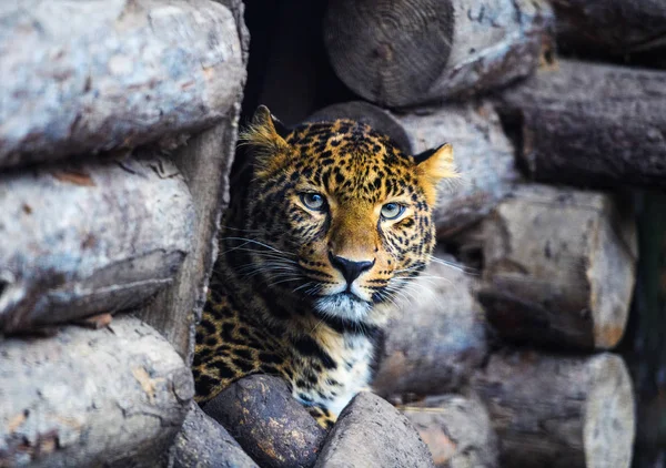 Leopardo, belo retrato — Fotografia de Stock