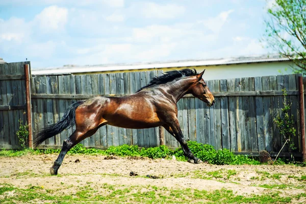 Galope de corrida de cavalos no prado — Fotografia de Stock