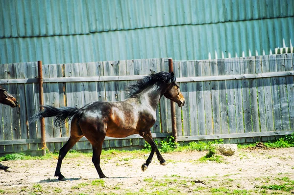 草原で馬ギャロップ — ストック写真