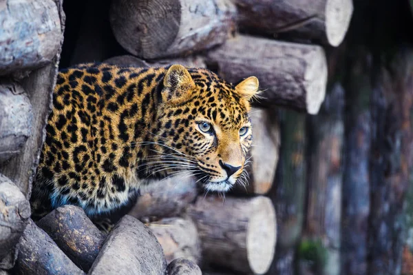 Leopard, beautiful portrait — Stock Photo, Image