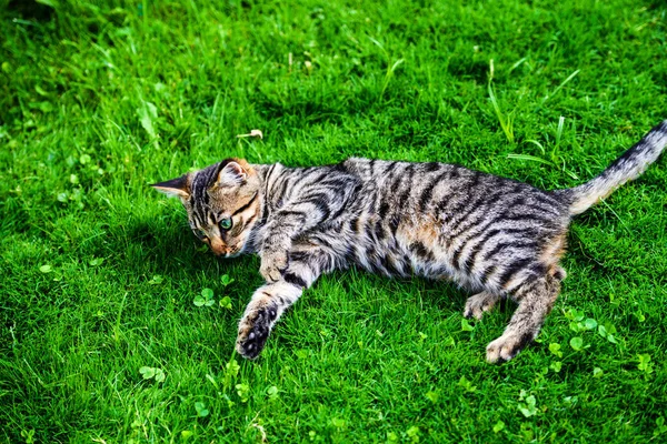 緑の草の甘い猫 — ストック写真