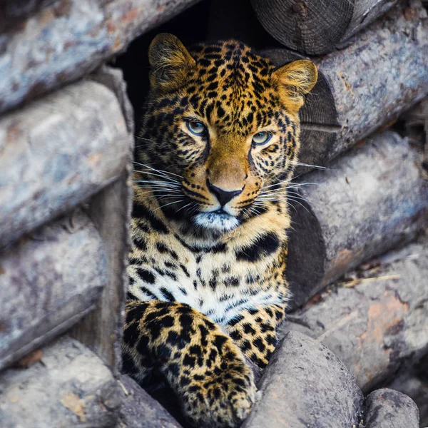 Leopardo, hermoso retrato — Foto de Stock