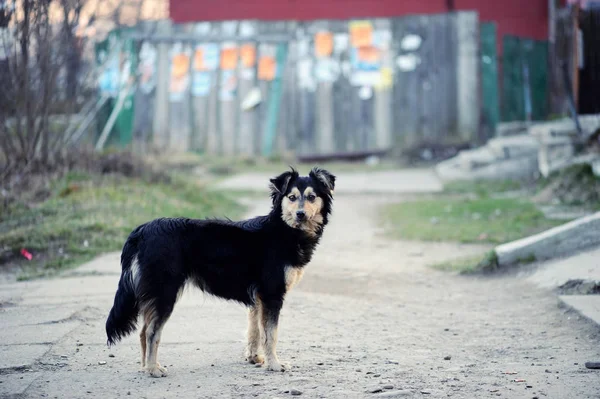 Obdachloser Hund auf der Straße — Stockfoto
