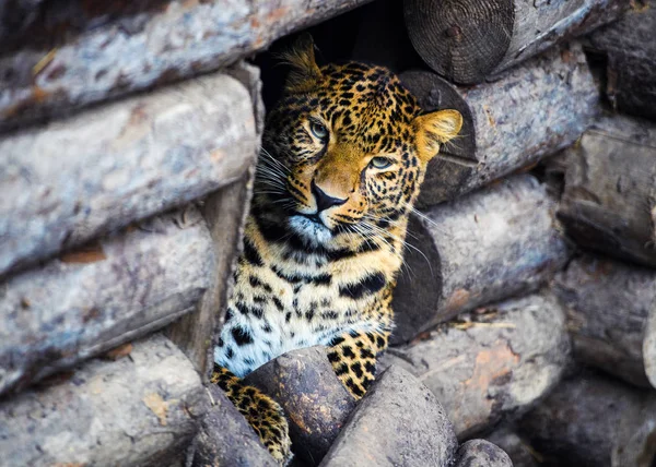 Leopard, beautiful portrait — Stock Photo, Image