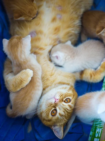 Lindo gatito — Foto de Stock