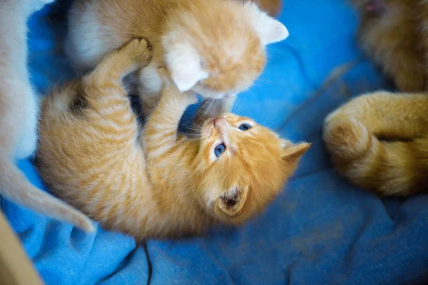 Roztomilé koťátko — Stock fotografie
