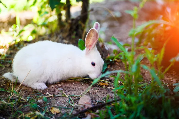 Bílý králík v zahradě. Fluffy Bunny na zelené trávě, léto — Stock fotografie