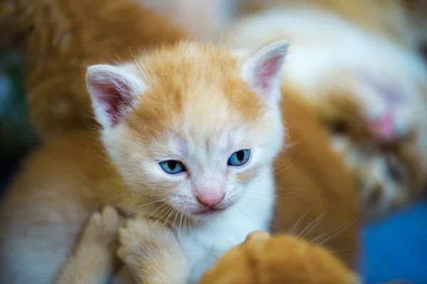 Cute little kitten — Stock Photo, Image