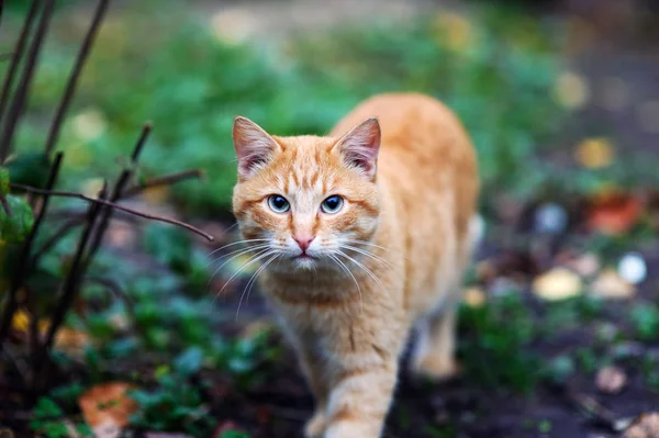 Krásná červená kočka venku — Stock fotografie