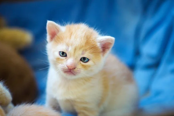 Lindo gatito — Foto de Stock