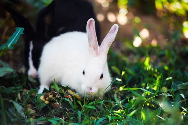 Bílý králík v zahradě. Fluffy Bunny na zelené trávě, léto — Stock fotografie