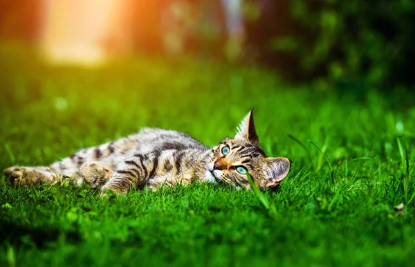 Süße Katze im grünen Gras — Stockfoto
