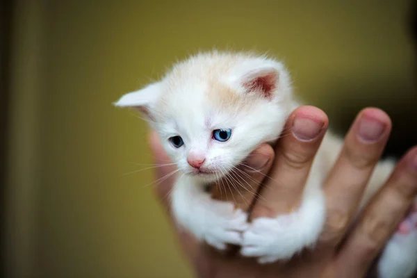 Lindo gatito — Foto de Stock