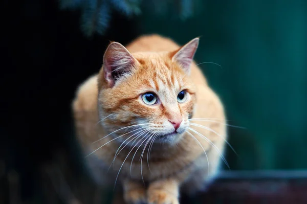 Hermoso gato rojo al aire libre — Foto de Stock