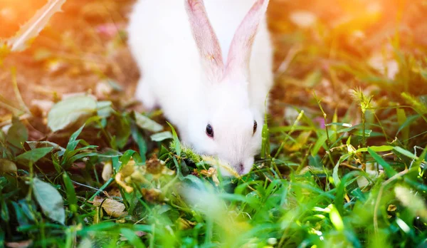 Conejo blanco en el jardín. Conejito esponjoso sobre hierba verde, primavera — Foto de Stock