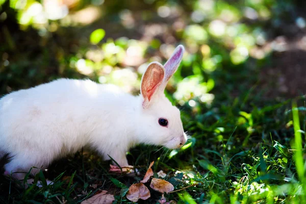 Conejo blanco en el jardín. Conejito esponjoso sobre hierba verde, verano — Foto de Stock