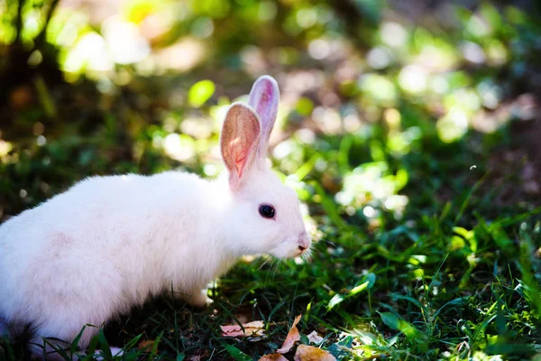 Bílý králík v zahradě. Fluffy Bunny na zelené trávě, jaro — Stock fotografie