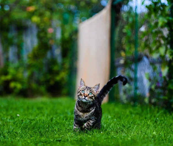 Sladká kočka na zelené trávě — Stock fotografie