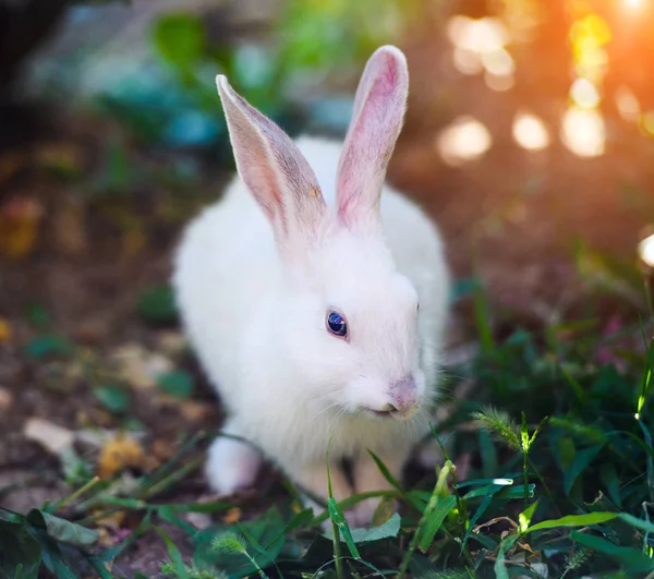 Coelho branco no jardim. Coelhinho fofo na grama verde, primavera — Fotografia de Stock