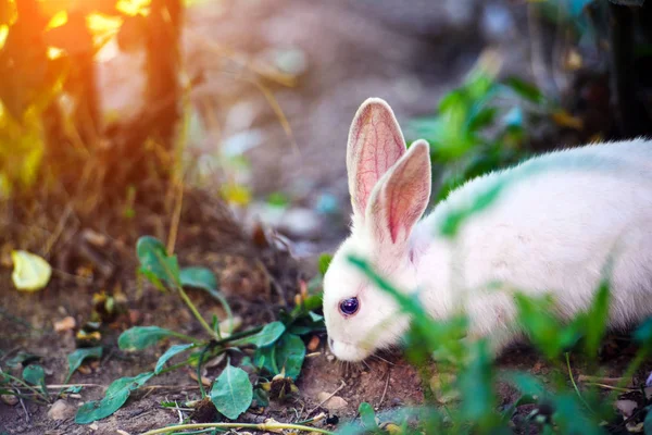 Bílý králík v zahradě. Fluffy Bunny na zelené trávě, jaro — Stock fotografie