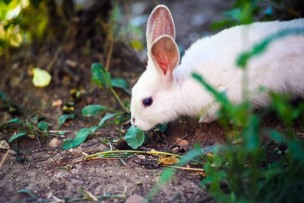 Conejo blanco en el jardín. Conejito esponjoso sobre hierba verde, primavera — Foto de Stock