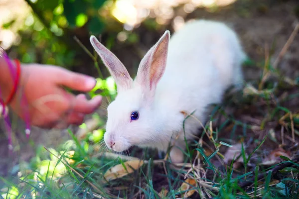 White rabbit in the garden. Fluffy Bunny on green grass, summer — Stock Photo, Image