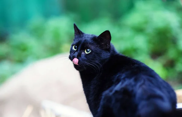 Söt Katt Selektivt Fokus — Stockfoto