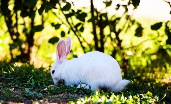 Conejo blanco en el jardín. Conejito esponjoso sobre hierba verde, primavera — Foto de Stock