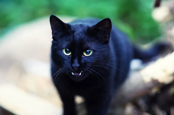 Leuke Kat Selectieve Focus — Stockfoto