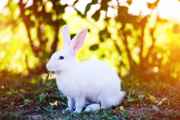 Bílý králík v zahradě. Fluffy Bunny na zelené trávě, jaro — Stock fotografie