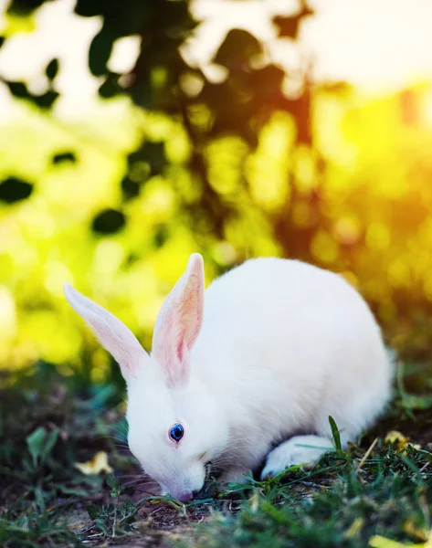 White rabbit in the garden. Fluffy Bunny on green grass, spring