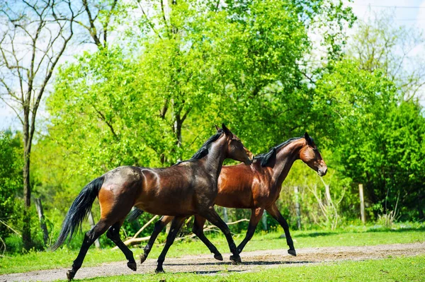 Galope de corrida de cavalos no prado — Fotografia de Stock