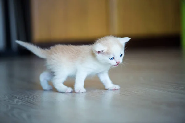 Милий маленький кошеня — стокове фото