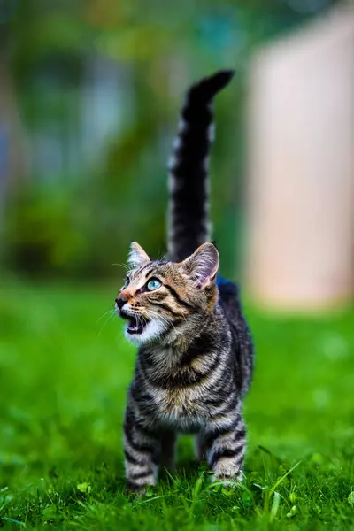 Sweet cat on green grass — Stock Photo, Image