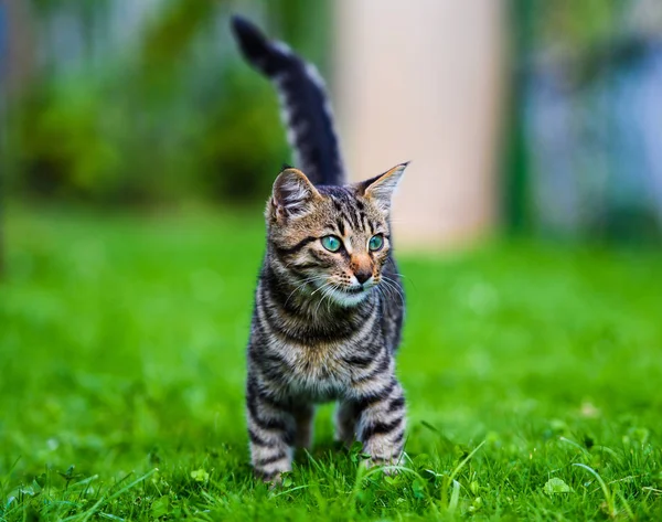 緑の草の甘い猫 — ストック写真