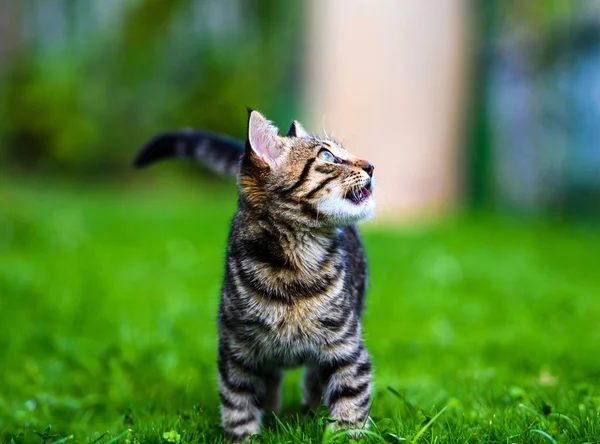 Süße Katze im grünen Gras — Stockfoto