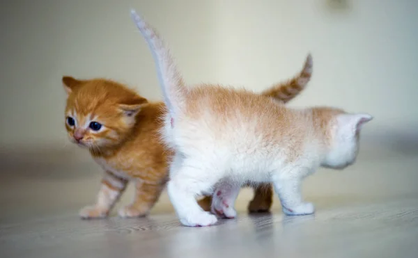 귀여운 작은 고양이 — 스톡 사진
