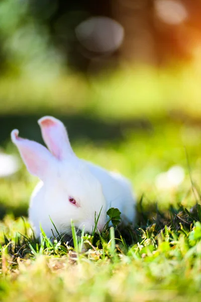 Bílý králík v zahradě. Fluffy Bunny na zelené trávě, jaro — Stock fotografie