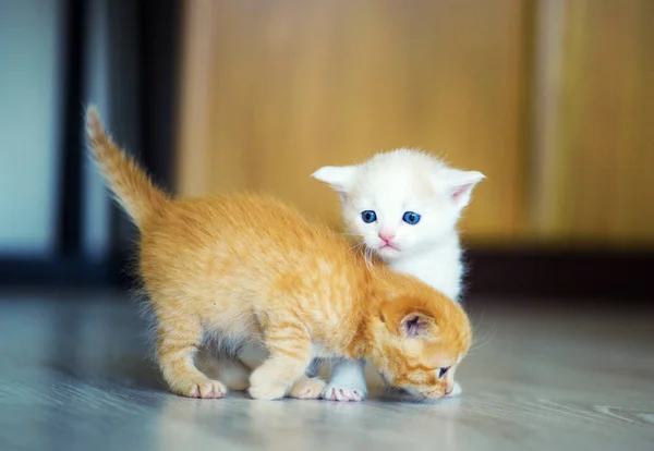 귀여운 작은 고양이 — 스톡 사진