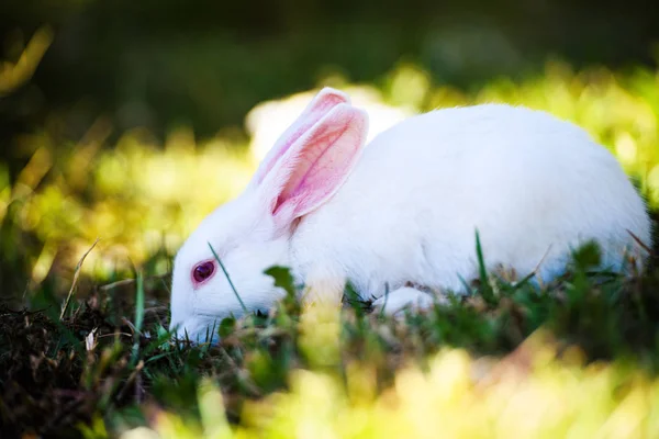 Conejo blanco en el jardín. Conejito esponjoso sobre hierba verde, primavera — Foto de Stock